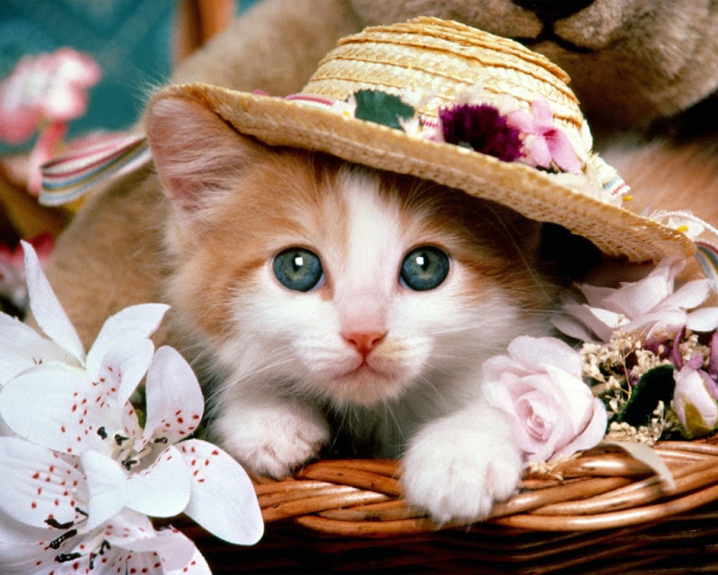 cat-with-a-hat-wallpapers_9731_1024x768.