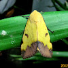 Lepidoptera: Noctuidae: Catocalinae