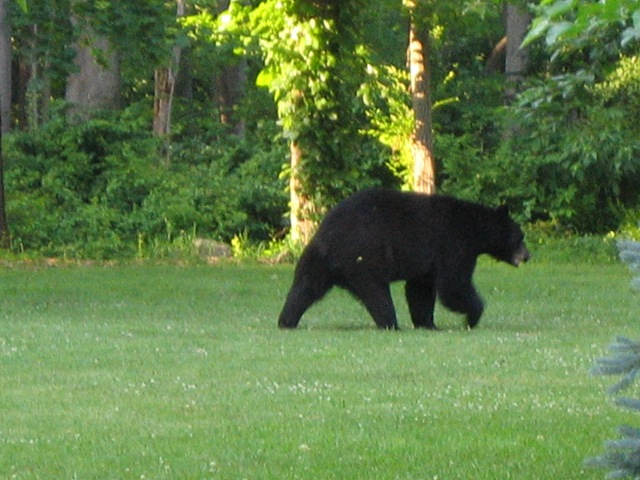 [Bear_1033.jpg]