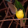 Teque-teque (Yellow-lored Tody-Flycatcher)