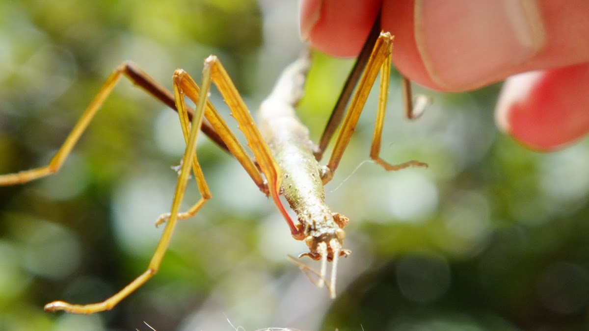 New Zealand Stick Insect