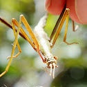 New Zealand Stick Insect
