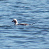 Long-tailed Duck (male)