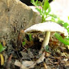 Mystery Mushroom in a cramped planter