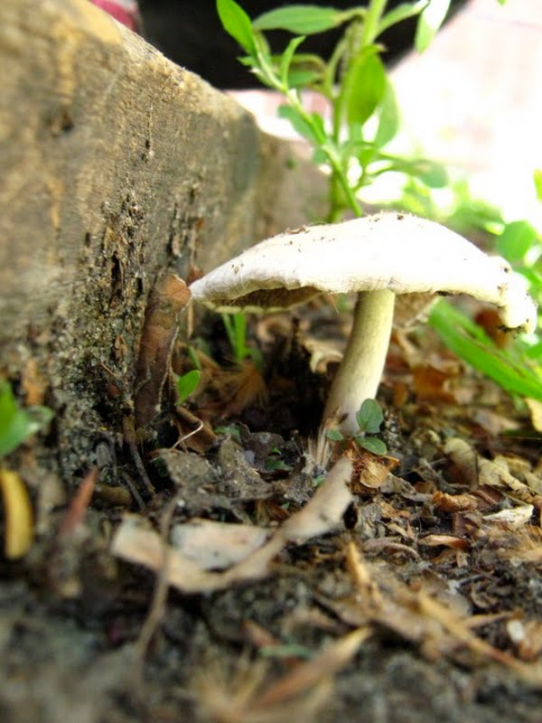 Mystery Mushroom in a cramped planter