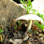 Mystery Mushroom in a cramped planter