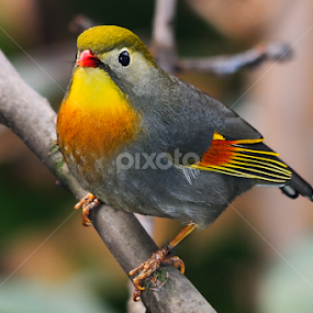 Pekin nightingale by Nizam Akanjee - Animals Birds