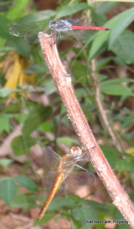 Asiatic Blood Tail - male (top)