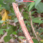 Asiatic Blood Tail - male (top)