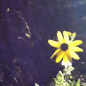 Black-eyed Susan