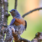 Bluebird