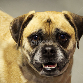 Riley the Shelter Dog by Tonya Sheetz - Animals - Dogs Portraits