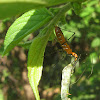 Assassin Bug eats Caterpillar