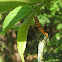 Assassin Bug eats Caterpillar