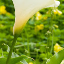White Call Lily