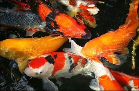 Fancy Koi Fish Live Wallpaper Screenshots 3