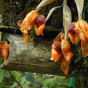 Stanhopea Orchid