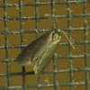 Bagworm Moth
