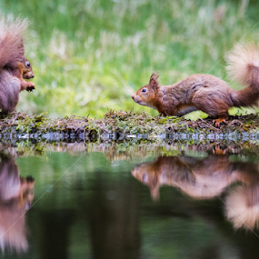 by Nigel Atkins - Animals Other Mammals
