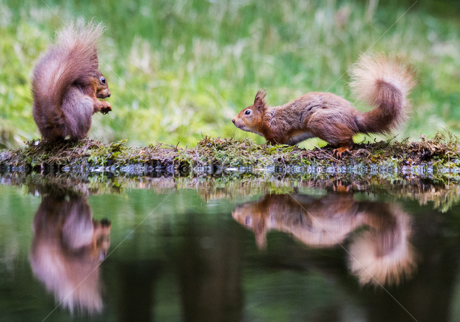 by Nigel Atkins - Animals Other Mammals