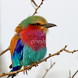 Lilac breasted Roller 2 by Anthony Goldman -  