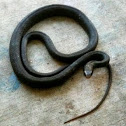 Black Racer