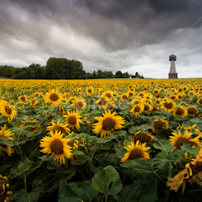 The Tower by Frank Quax - Flowers Flower Gardens