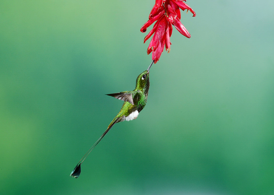 Booted Racket-tail hummingbird