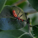 Nymph Assassin Bug