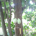 Cacao Tree