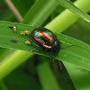 Leaf Beetle