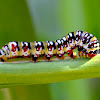 Caterpillar