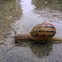 European Brown Snail