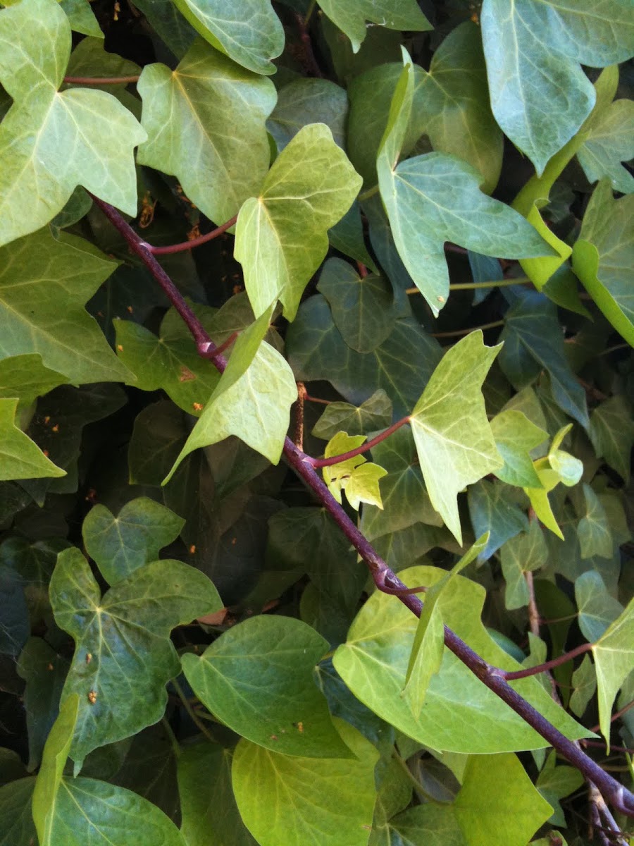 Hiedra. Common Ivy