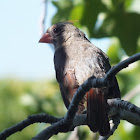 Common Cardinal
