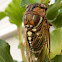 Bush Cicada