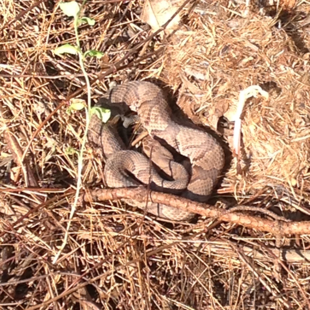 Northern copperhead