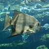 Atlantic spadefish