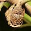 Tree Stump Spider