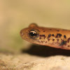 Long-Tailed Salamanders