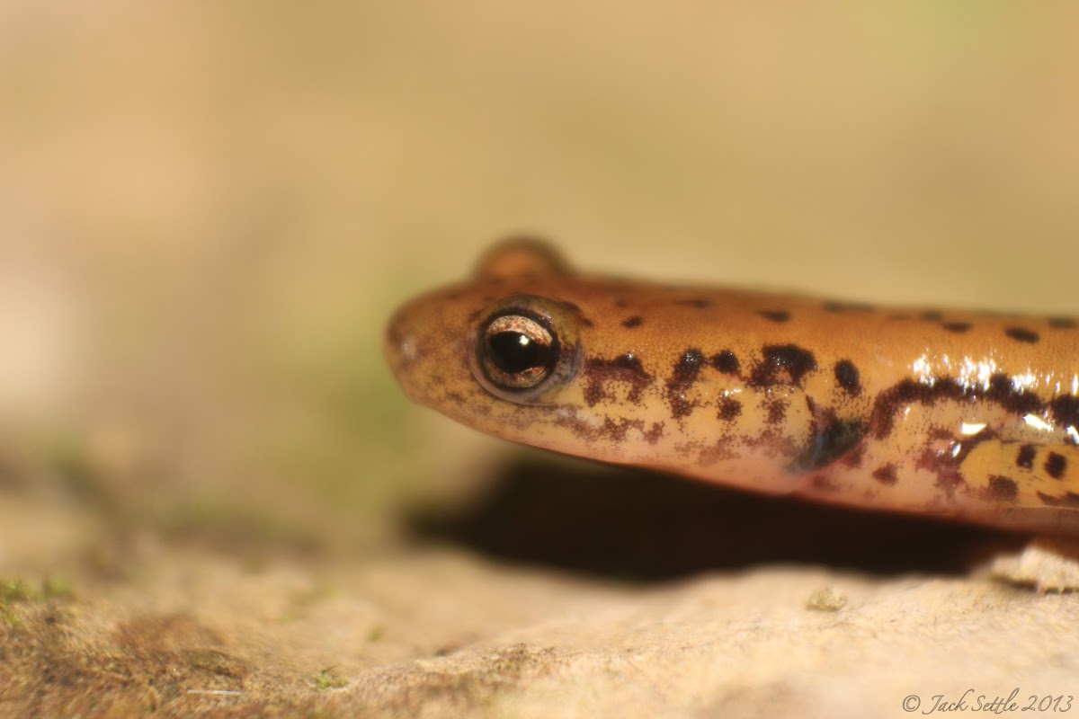 Long-Tailed Salamanders