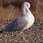 Ring-billed Gull