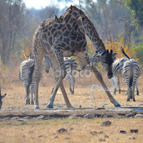 Having a drink by Adrian Boom - Animals Other
