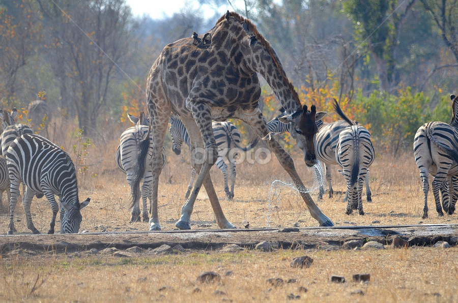 Having a drink by Adrian Boom - Animals Other