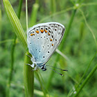 Common Blue Butterfly / Obični plavac