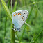 Common Blue Butterfly / Obični plavac