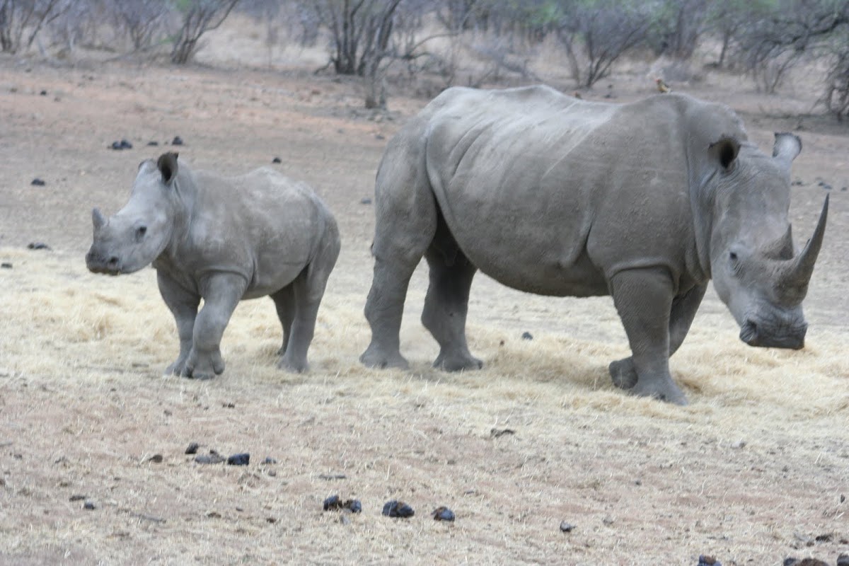 White Rhinoceros or Square-lipped rhinoceros