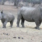 White Rhinoceros or Square-lipped rhinoceros