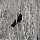 Red-winged Black Bird (male)
