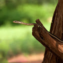 Bronze-back Tree Snake